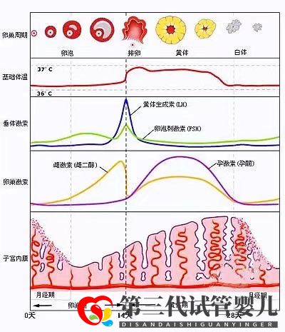 女性雌激素過高會降低試管移植成功率嗎？女性雌激素多還是少較好(圖2)