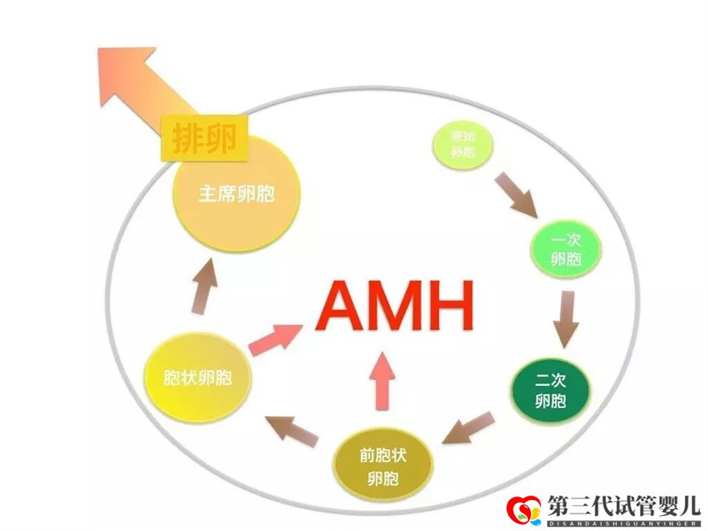 AMH是如何影響女性卵子儲備的，對做試管有影響嗎？(圖1)