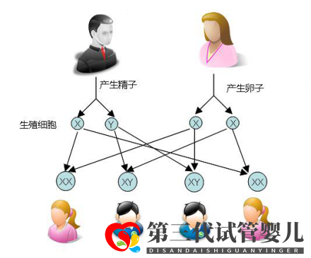試管嬰兒可以做雙胞胎選性別嗎？(圖1)