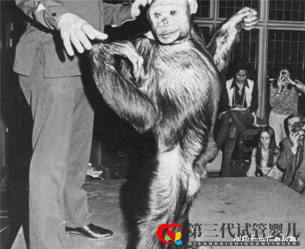 這只黑猩猩已經(jīng)基因突變，差點變成人！它們與人類只差1.2％(圖1)