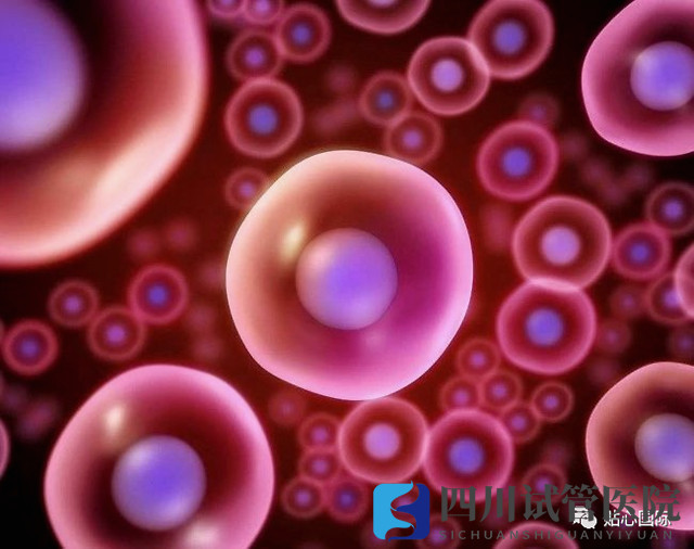 成都第三代試管要取多少卵子才可以成功得到一個健康的試管寶寶？(圖1)