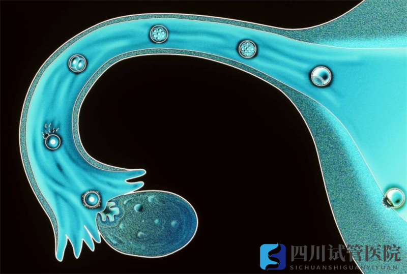 成都試管嬰兒獲卵數(shù)越多，試管嬰兒成功率就越高嗎？(圖1)