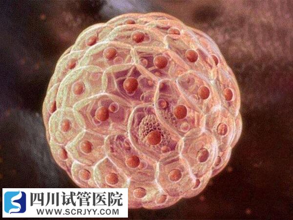 囊胚的冷凍保存費用比較高